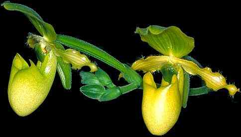 Paphiopedilum primulinum
